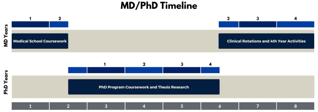 MD/PhD Timeline showing MD Years and PhD Years on an overall timeline. Year 1 and half of Year 2 are MD Years (Medical Coursework); the second half of Year 2 through the first half of Year 6 are PhD Years (PhD Program Coursework and Thesis Research); and the second half of Year 6 through Year 8 are MD Years (Clinical Rotations and 4th Year Activities)